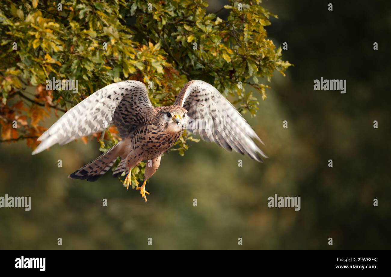 Nahaufnahme eines gewöhnlichen Falken im Flug, England. Stockfoto