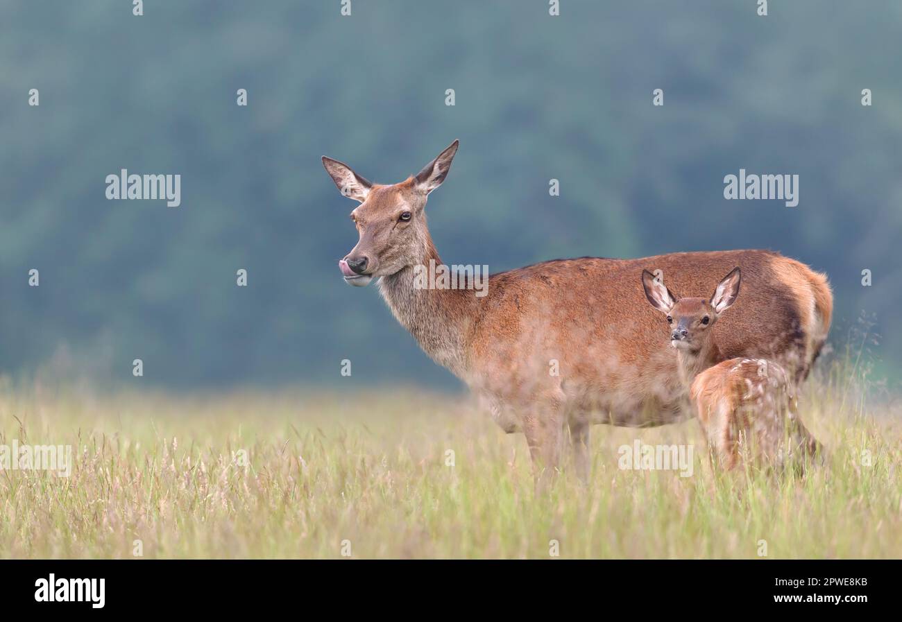 Nahaufnahme eines süßen Rotwild-Kalbs, das in Wiese, Großbritannien, neben Mama Rotwild-Hintern steht. Stockfoto