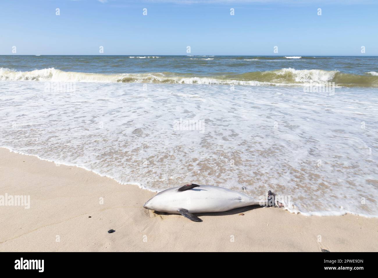 Toter Schweinswal am Nordseestrand, Toter Schweinswal am Nordseestrand Stockfoto