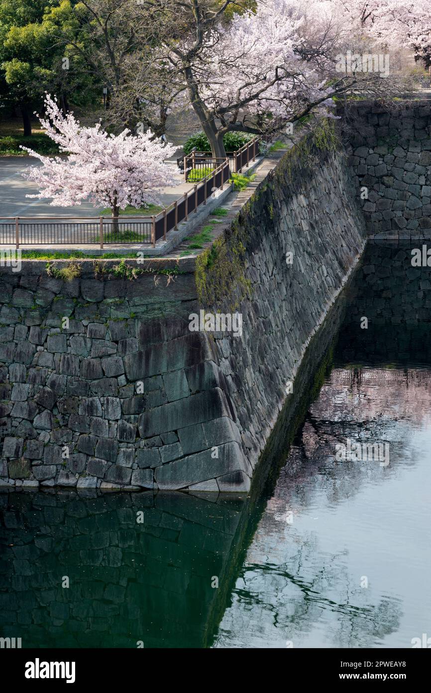 Kirschblüten und der Graben von Osaka Castle, Osaka, Japan Stockfoto