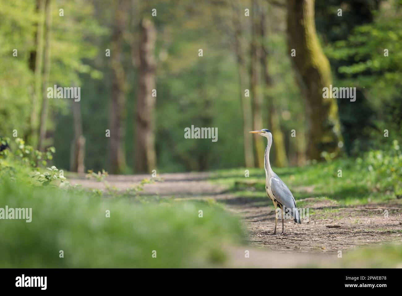 Grey Heron, Ardea cinerea, Stand in a Woodland Area, Barn Hill, Wembley, Großbritannien Stockfoto