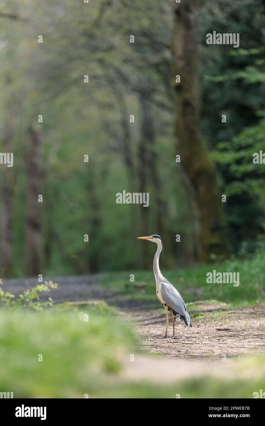 Grey Heron, Ardea cinerea, Stand in a Woodland Area, Barn Hill, Wembley, Großbritannien Stockfoto