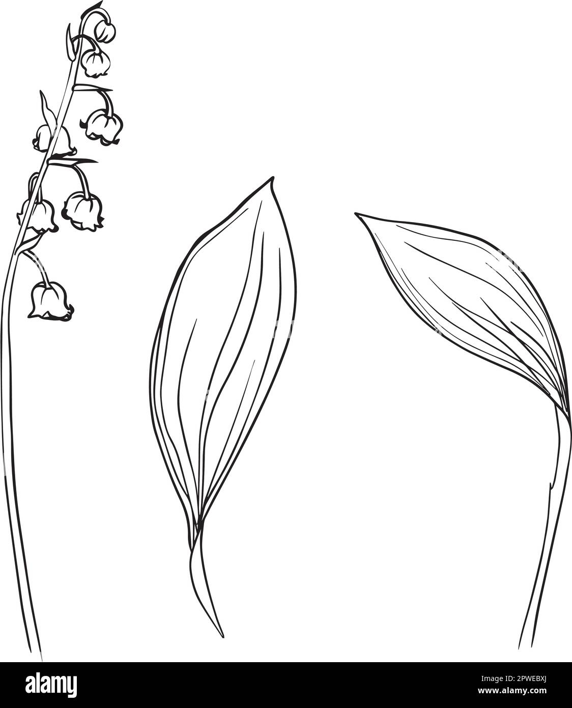 Sammlung von Lilien der Talblume und Blätter Zeichnung. Für Muster, Logo, Vorlage, Banner, Poster, Einladung und Begrüßung Stock Vektor