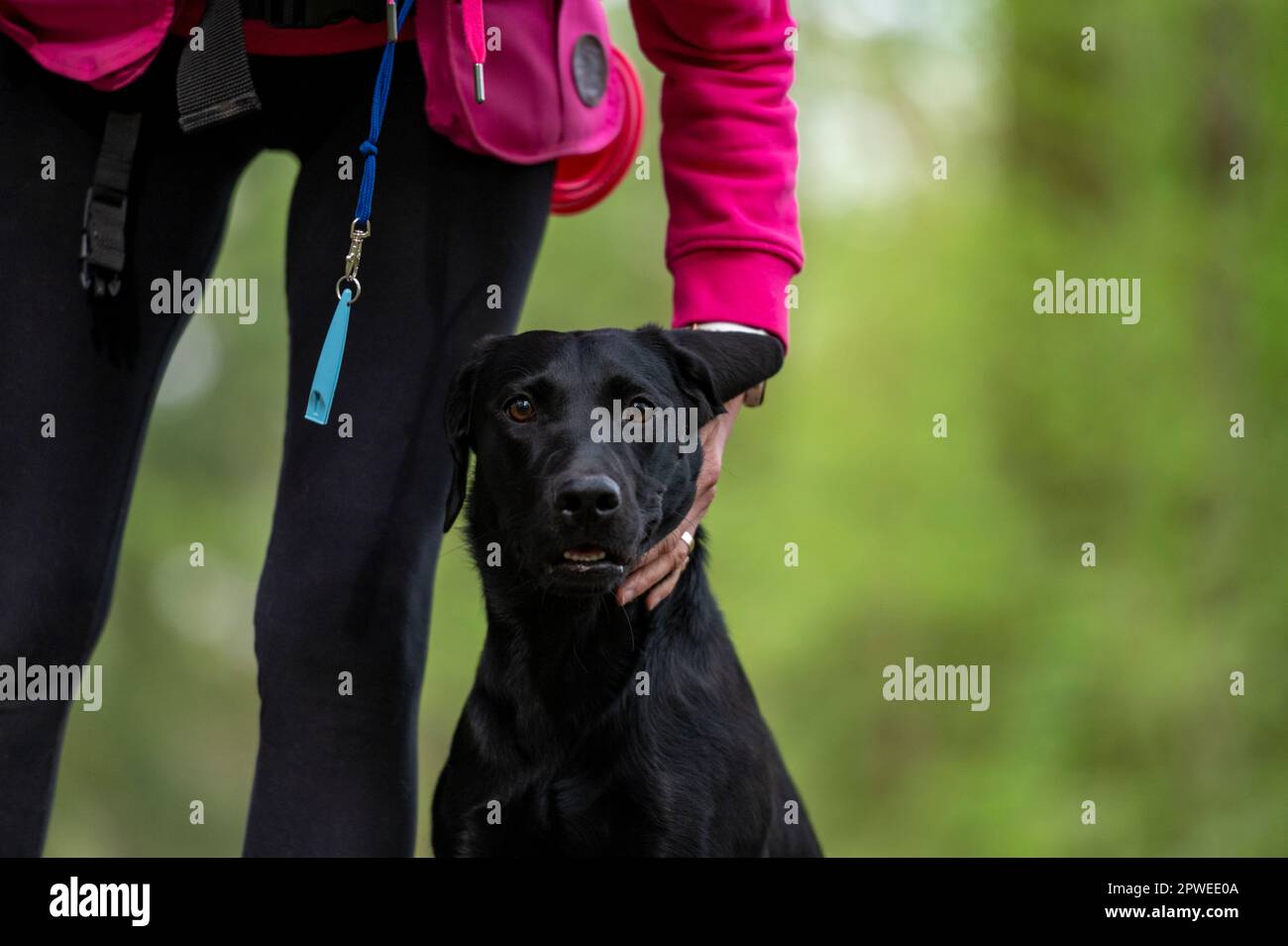 Wunderschöner, reinrassiger, schwarzer labrador Retriever-Hund, der in abgesetzter Position sitzt, von ihrem Besitzer mit Blick auf die Kamera. Stockfoto