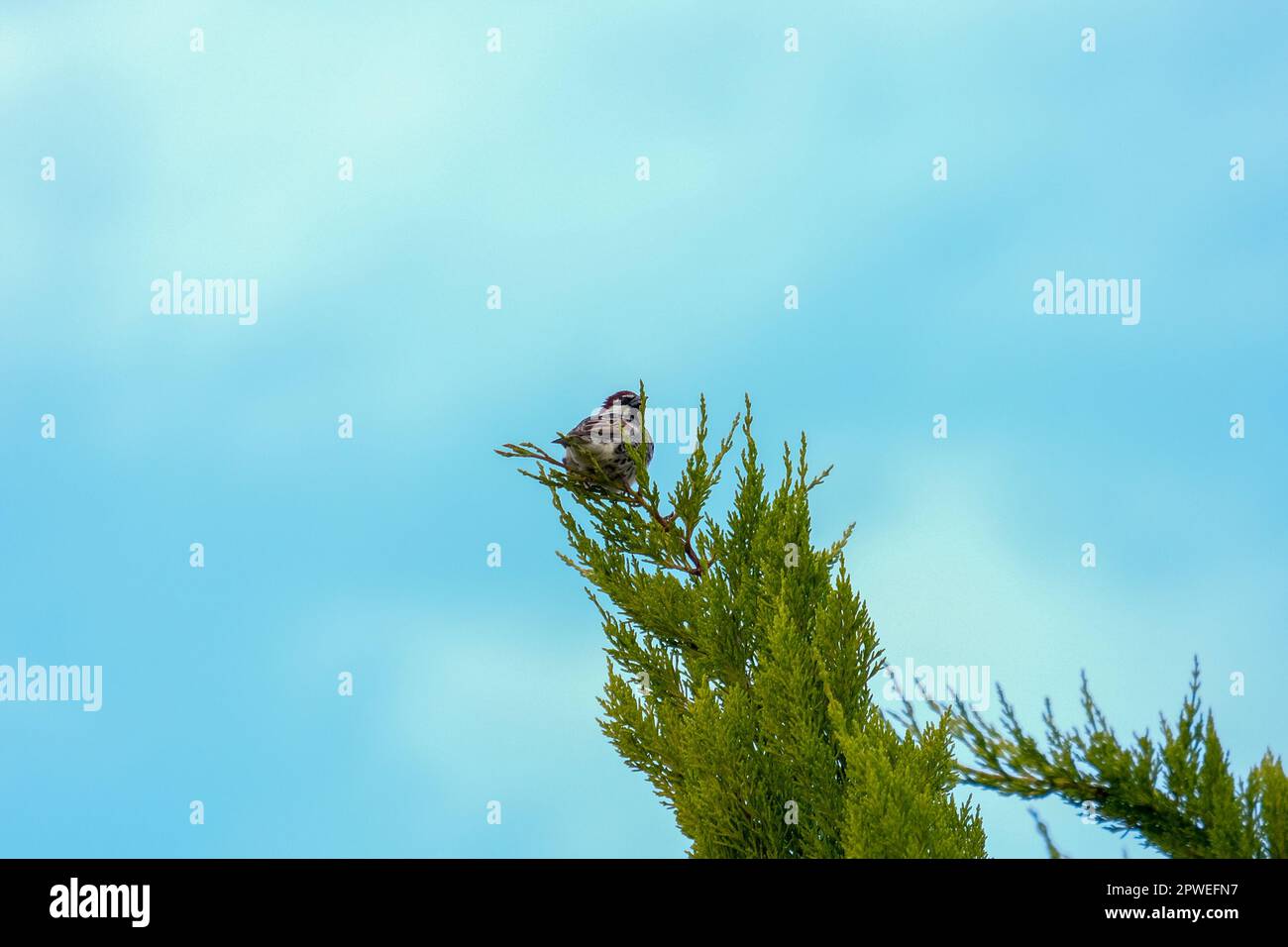 Der Vogel steht auf dem Kiefernbaum. Hintergrundtapete für Vogelbäume. Selektiver Fokus. Offener Raum. Stockfoto