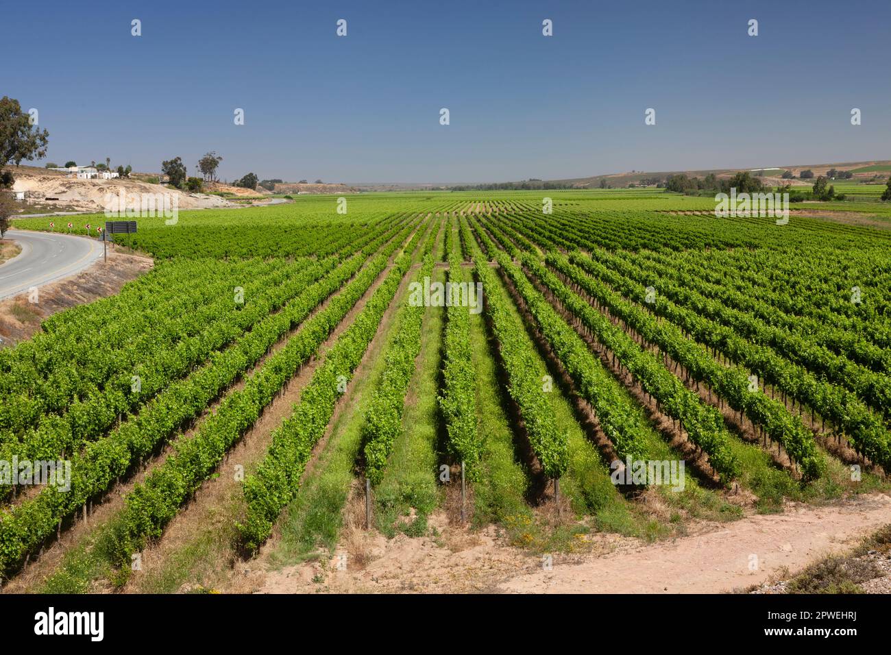 Neue Weingüter in der Nähe von Vredendal, Nordkap, Südafrika Stockfoto