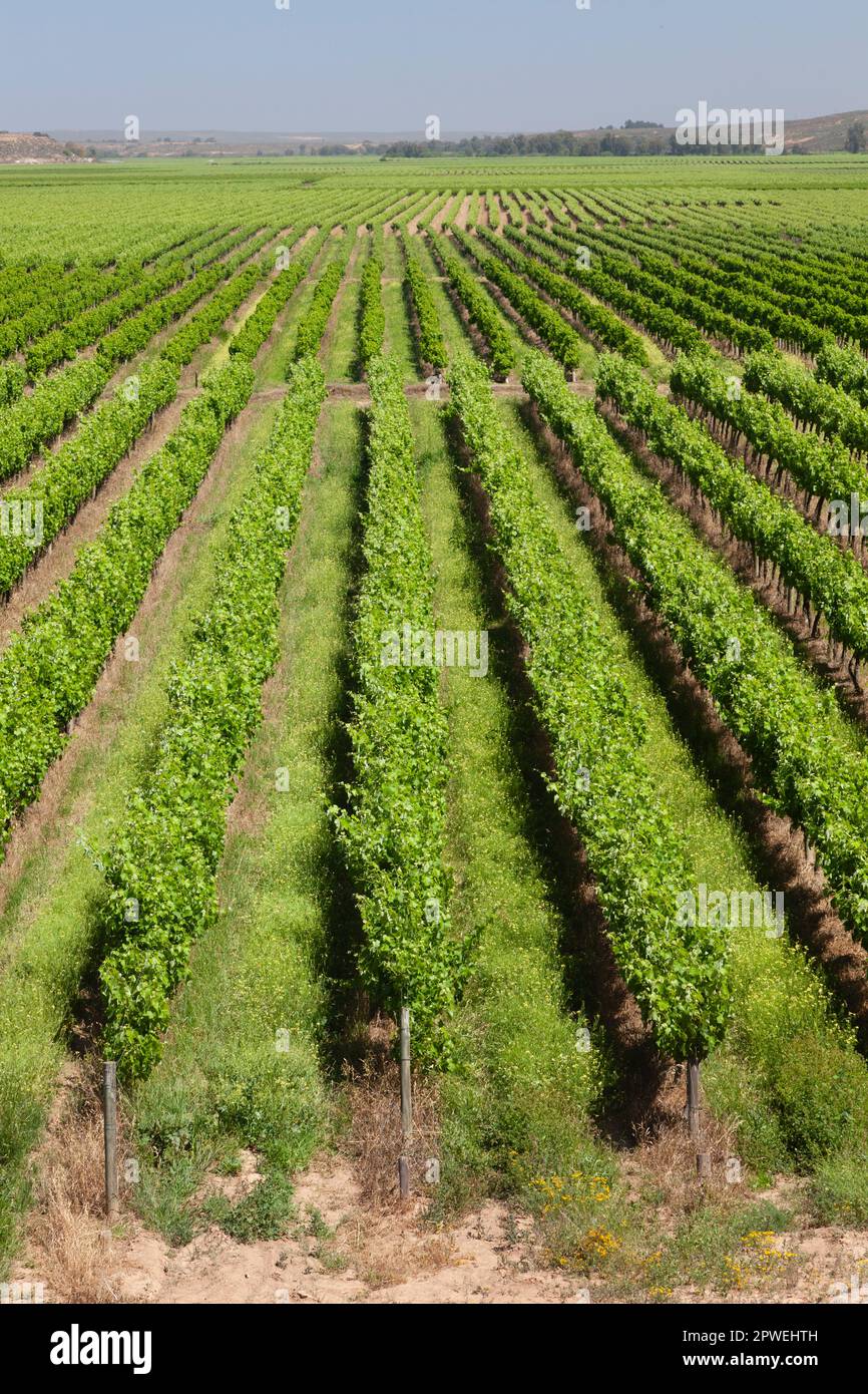 Neue Weingüter in der Nähe von Vredendal, Nordkap, Südafrika Stockfoto