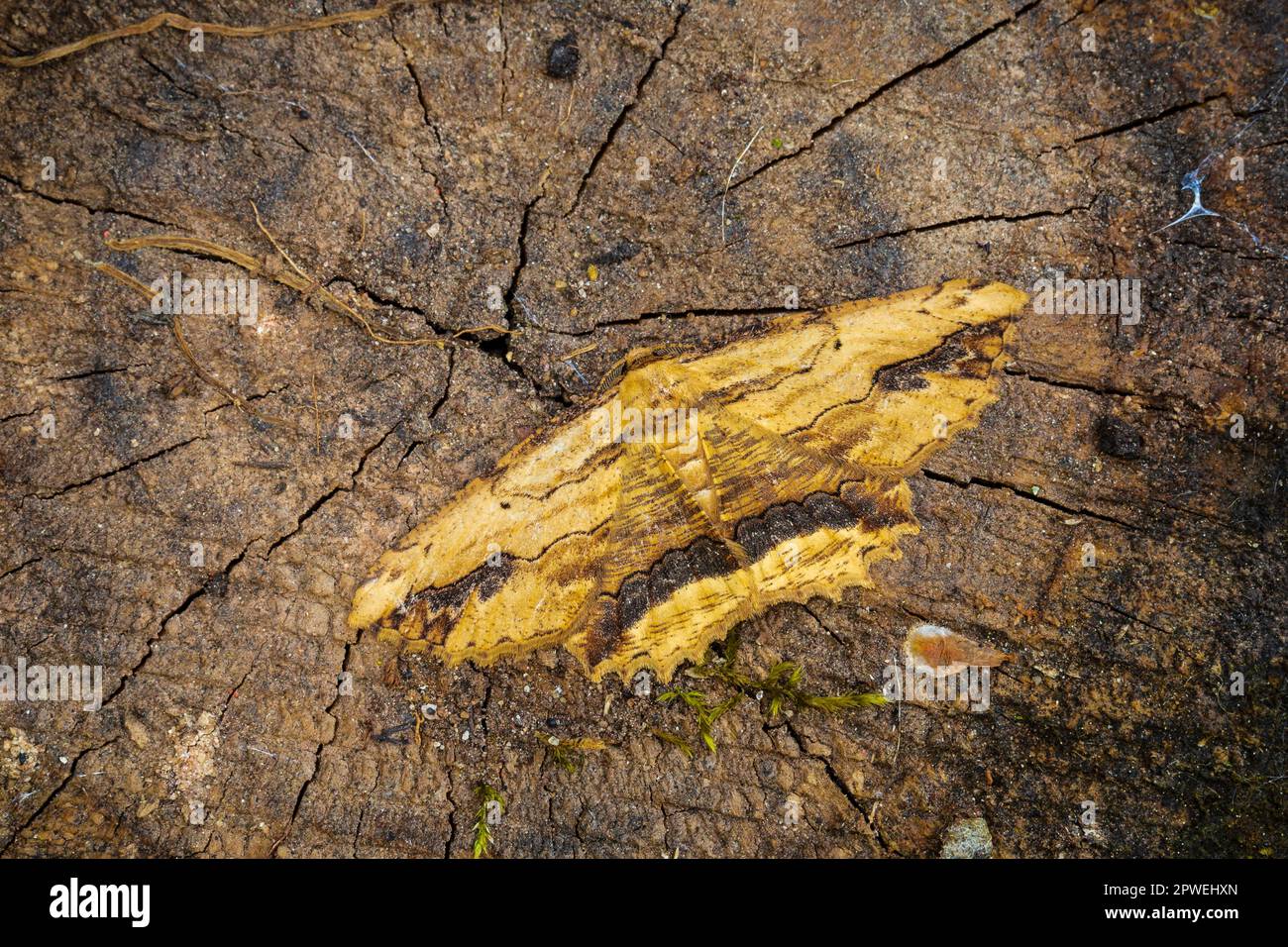 Waved Umber Moth, Menophra abruptaria, Monmouthshire, Wales, Großbritannien. Familie Geometridae. Stockfoto