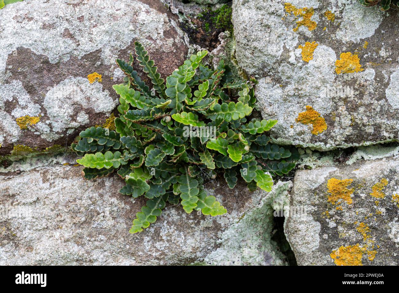 Rusty-Back Fern, Asplenium ceterach, wächst an einer Steinwand, mit verschiedenen Flechten, einschließlich Caloplaca Flavescanen. Trellech, Monmouthshire, Wales, U Stockfoto
