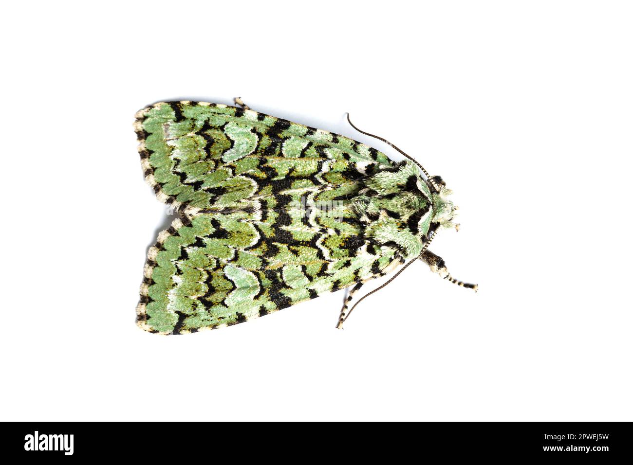 Merveille du Jour, Griposia aprilina, Familie Noctuidae. Catbrook, Monmouthshire, Oktober. Stockfoto