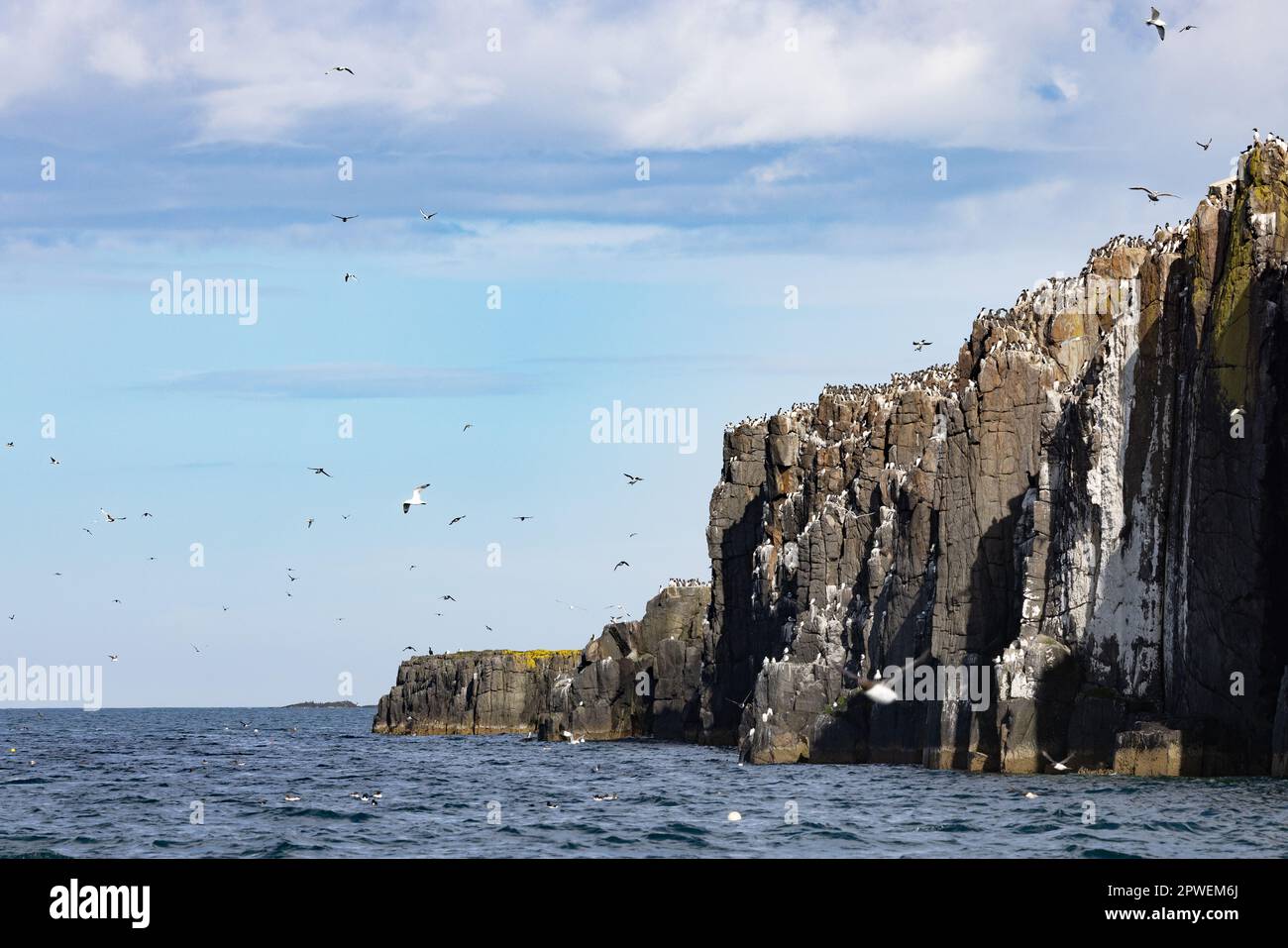 Farne Islands Northumberland UK - Felsenküste mit vielen britischen Seevögeln und anderen Vögeln, northumberland Coast, Großbritannien Stockfoto
