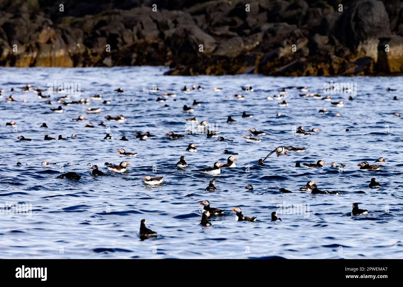 Papageientaucher UK; zahlreiche Papageientaucher, Farne Islands, Northumberland UK Stockfoto
