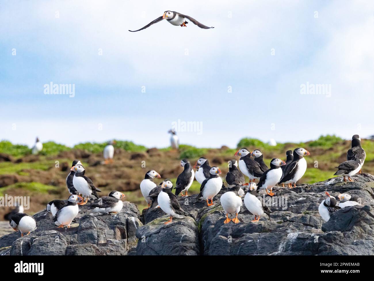Papageientaucher UK; zahlreiche Papageientaucher, Farne Islands, Northumberland UK. Farne Islands Papageienfliege. Stockfoto