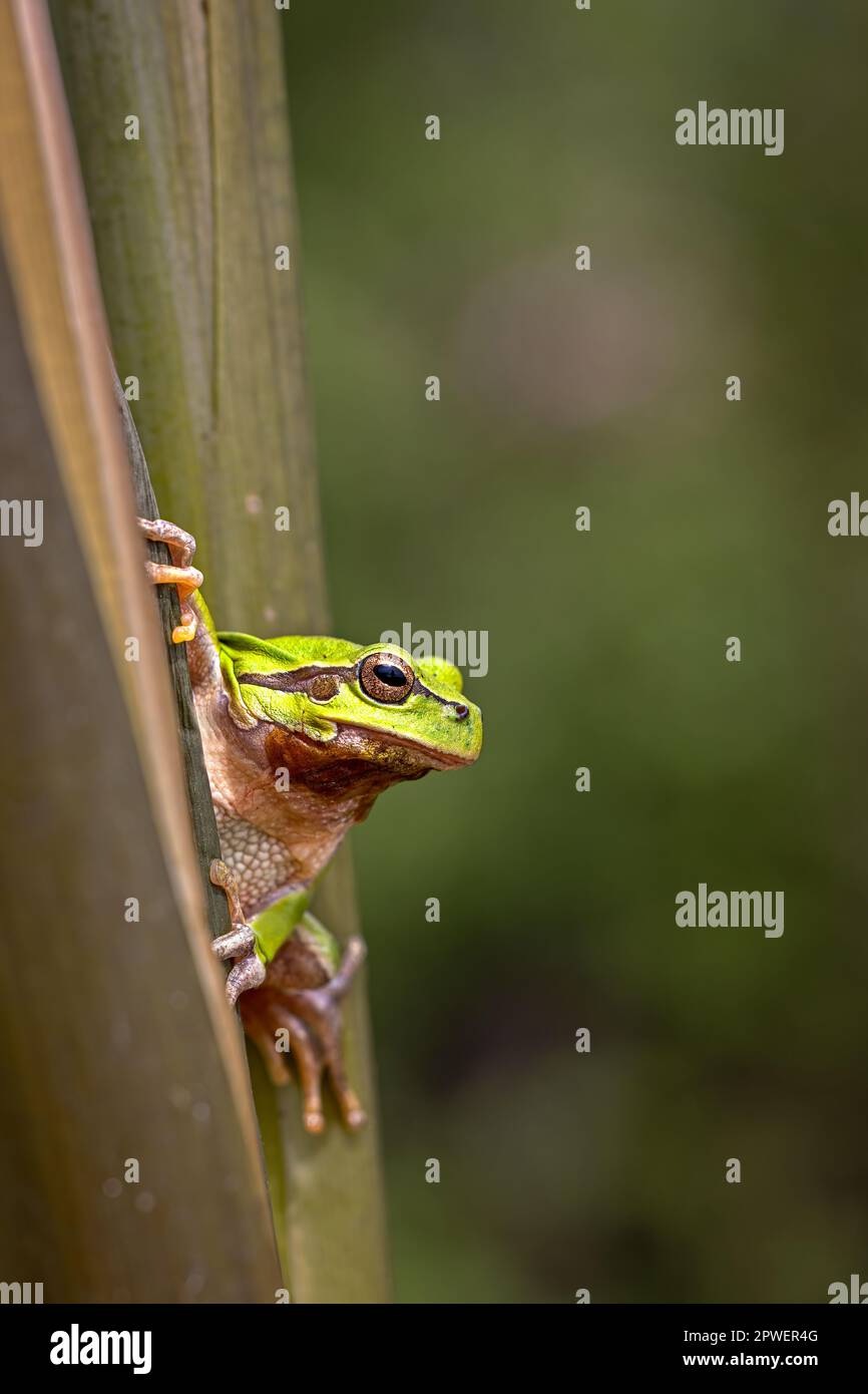 Laubfrosch Stockfoto