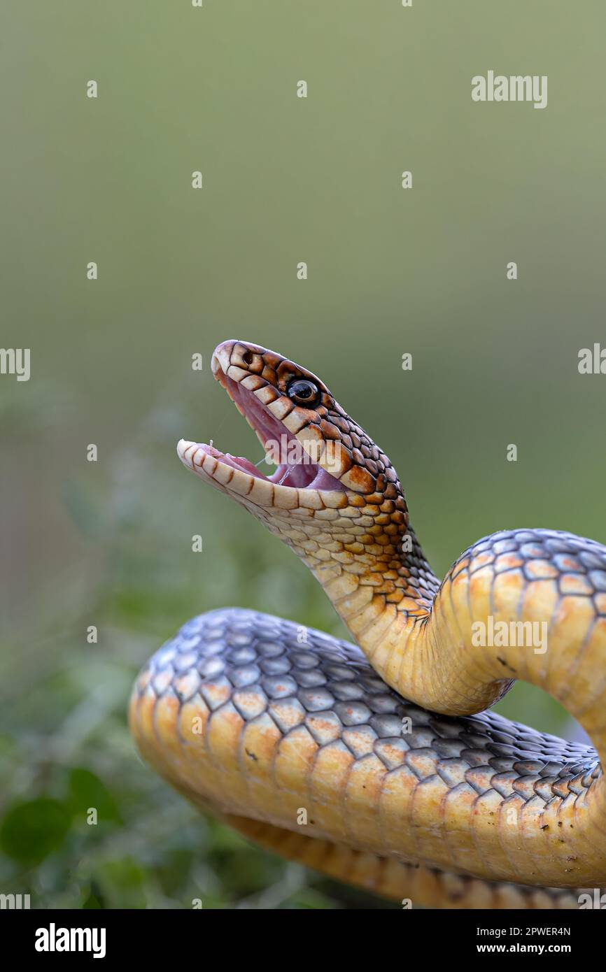 Kaspische Peitschenschlange Stockfoto