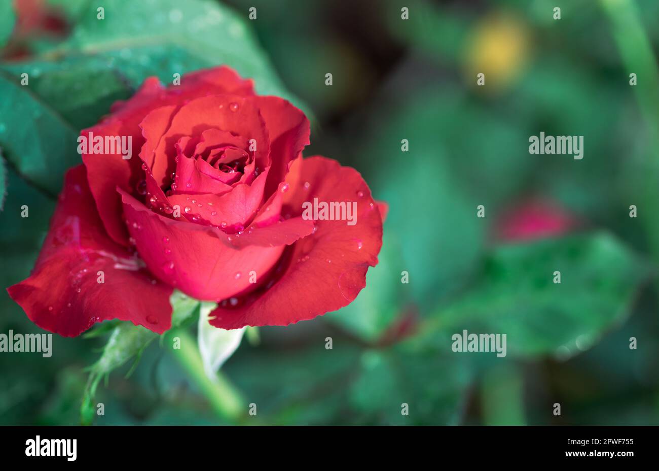Rote Rosen auf schwarzem Hintergrund. Draufsicht und Kopie Weltraum Blumen- und Liebeskonzept Stockfoto