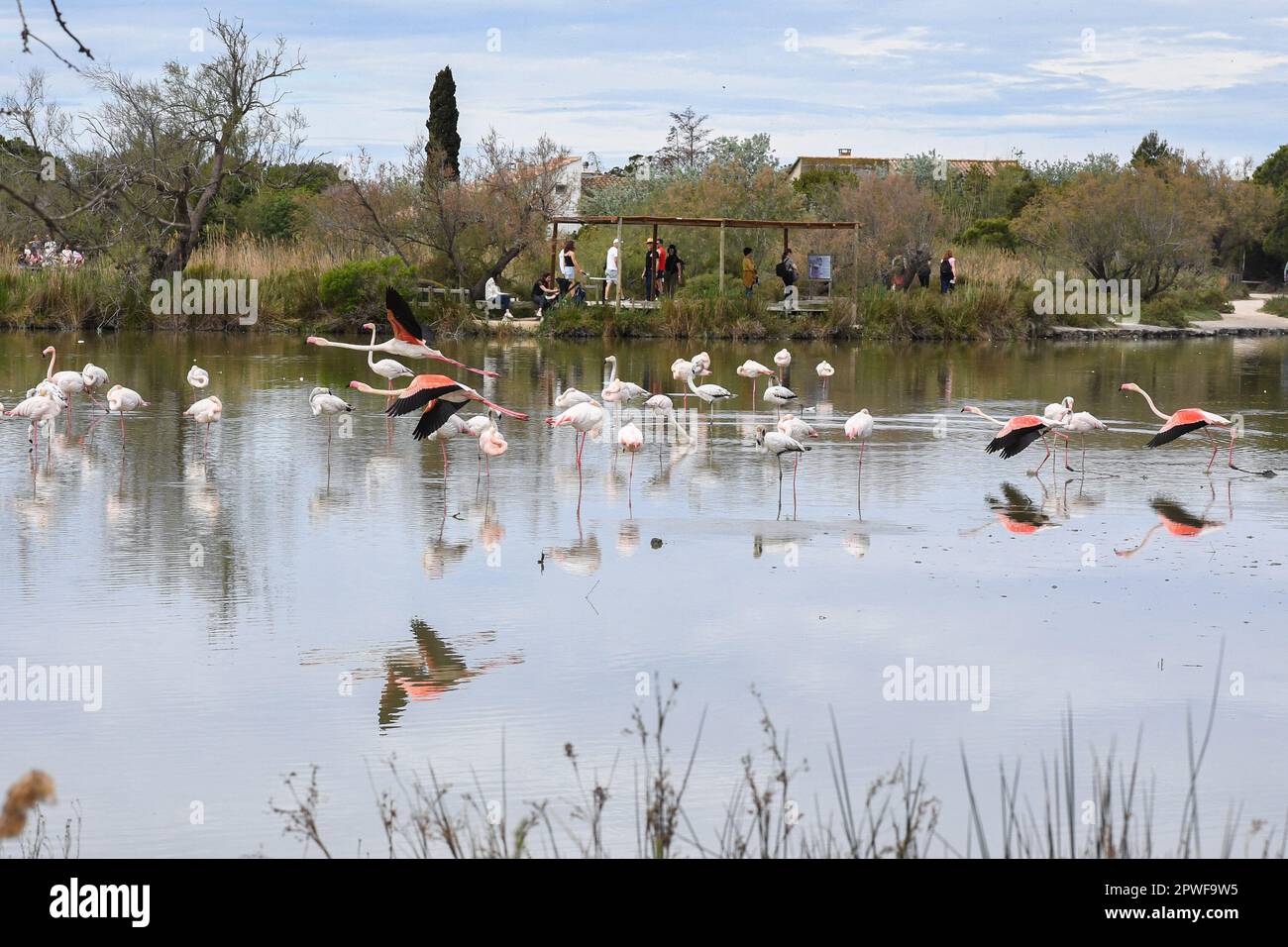 Der Ornithologiepark Pont de Gau befindet sich in Camargue an der RD 570, die nach Saintes Maries de la Mer führt. Es ist der ideale Ort, um viele Vogelarten, darunter Hunderte rosa Flamingos, in ihrer natürlichen Umgebung zu entdecken, zu beobachten und zu fotografieren. Saintes-Maries-de-la-Mer, Camargue, Frankreich, am 27. April 2023. Foto: Lionel Urman/ABACAPRESS.COM Kredit: Abaca Press/Alamy Live News Stockfoto