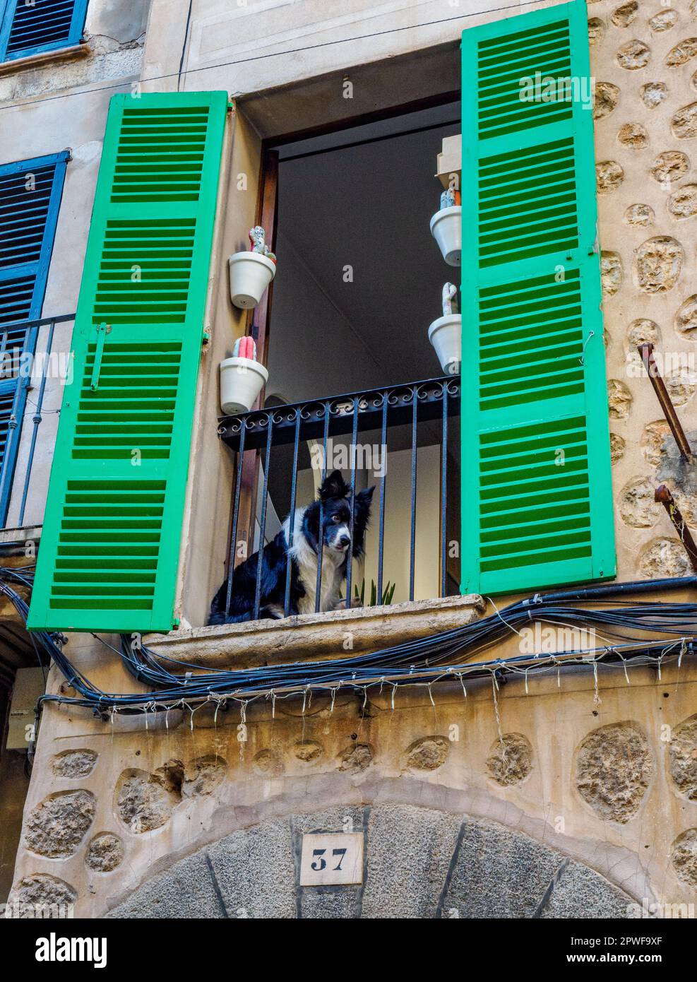 Schäferhund mit Blick vom Balkonfenster eines Apartments in Soller Mallorca, Spanien Stockfoto