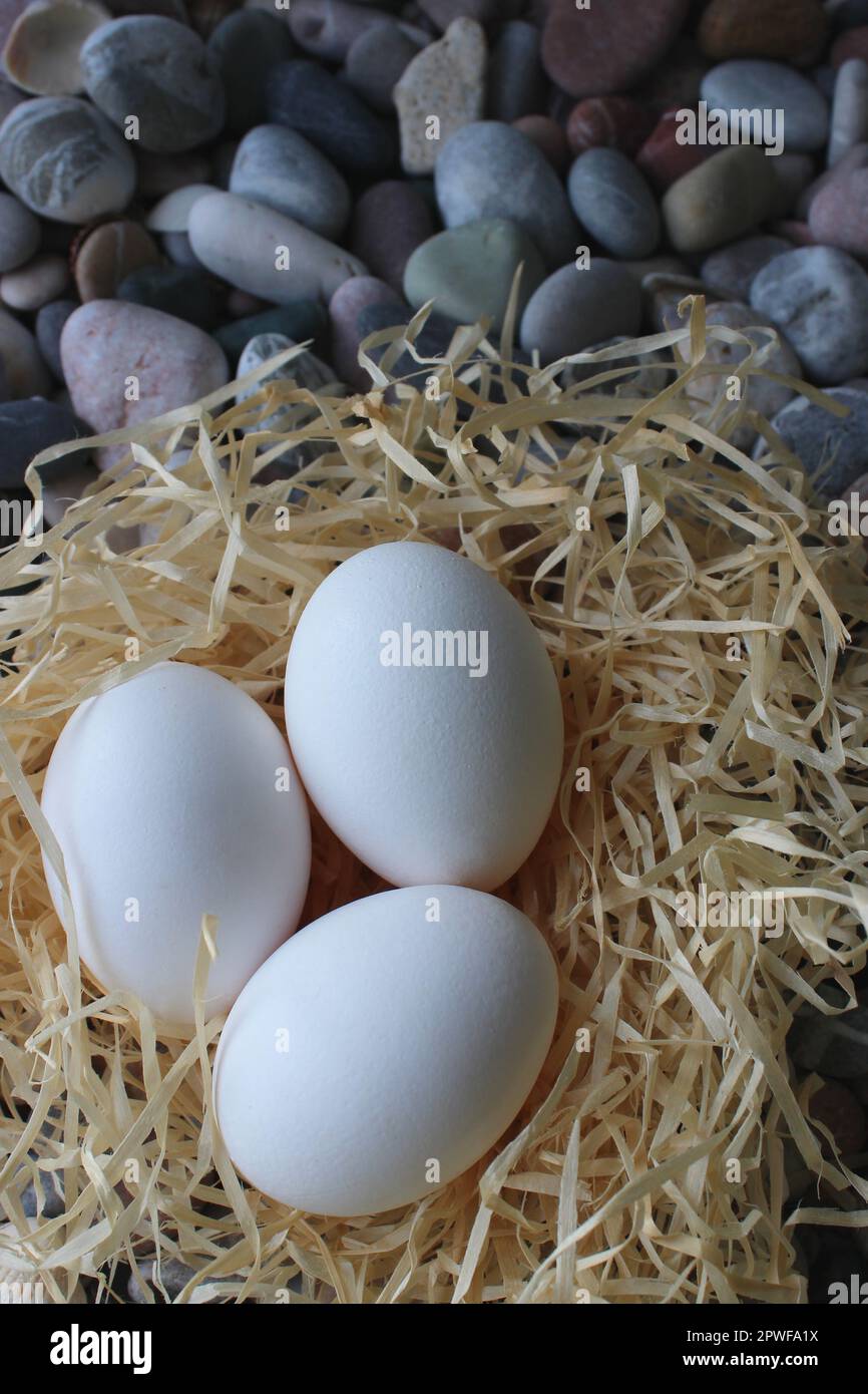 Vertikales Stockfoto von drei ganzen Eiern in Einem Spachtelnest auf Einem Felsen Stockfoto