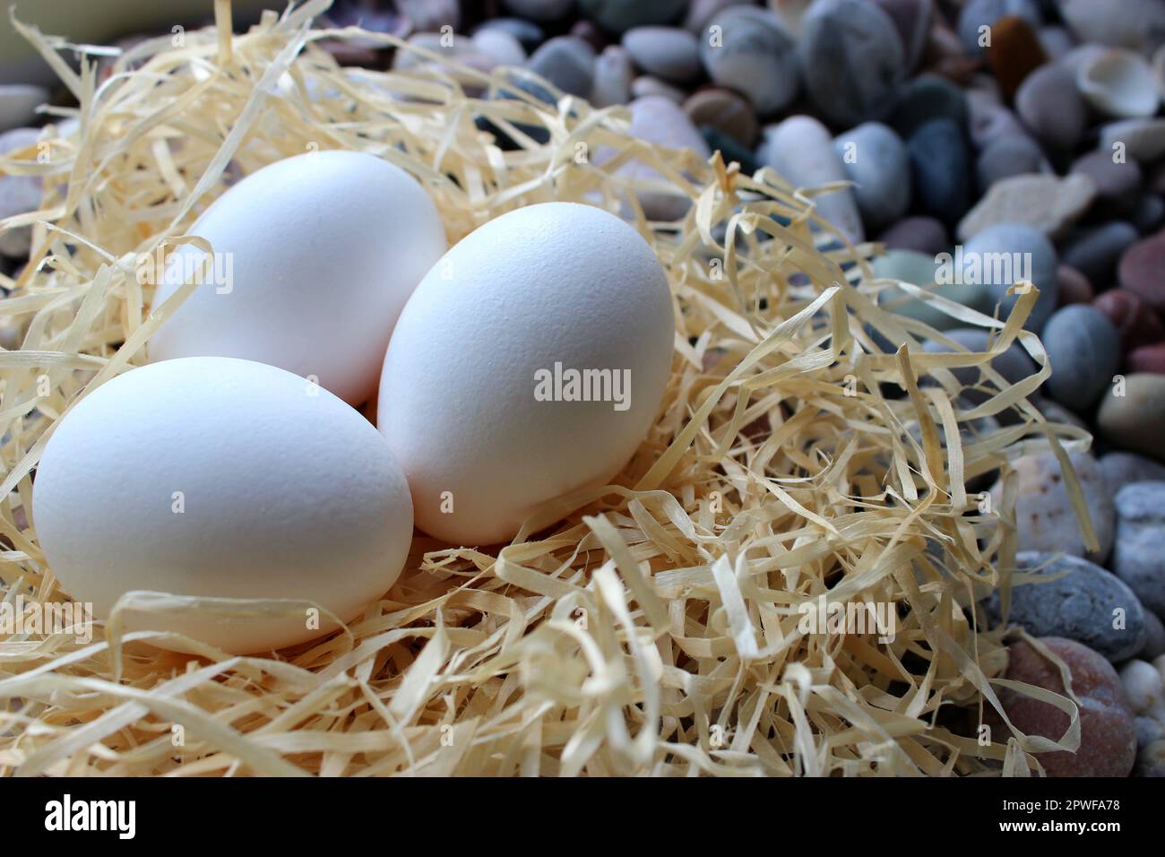 Nahaufnahme von drei Weißen Eiern in Einem Strohnest auf Einem Stein Stockfoto
