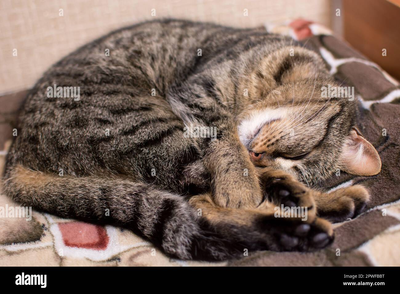 Junge Tabby-Katze, die zusammengerollt in einem Ball schläft Stockfoto