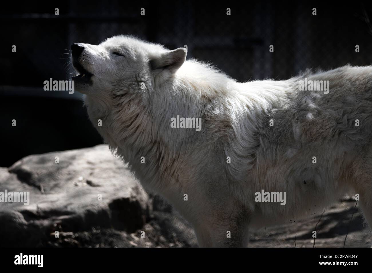arktischer Wolf mit dunklem Hintergrund Stockfoto