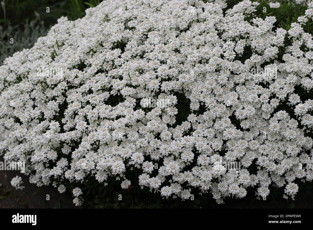 Nahaufnahme der wunderschönen weißen Blüten von Iberis sempervirens Stockfoto