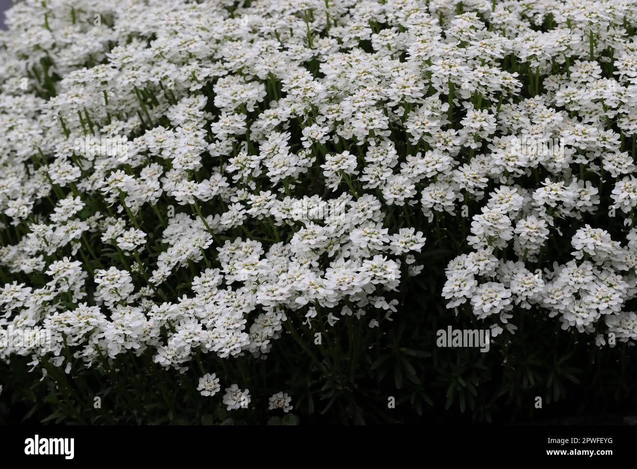 Nahaufnahme von blühenden reinweißen Iberis sempervirens Blumen in einem Gartenbett, Seitenansicht Stockfoto