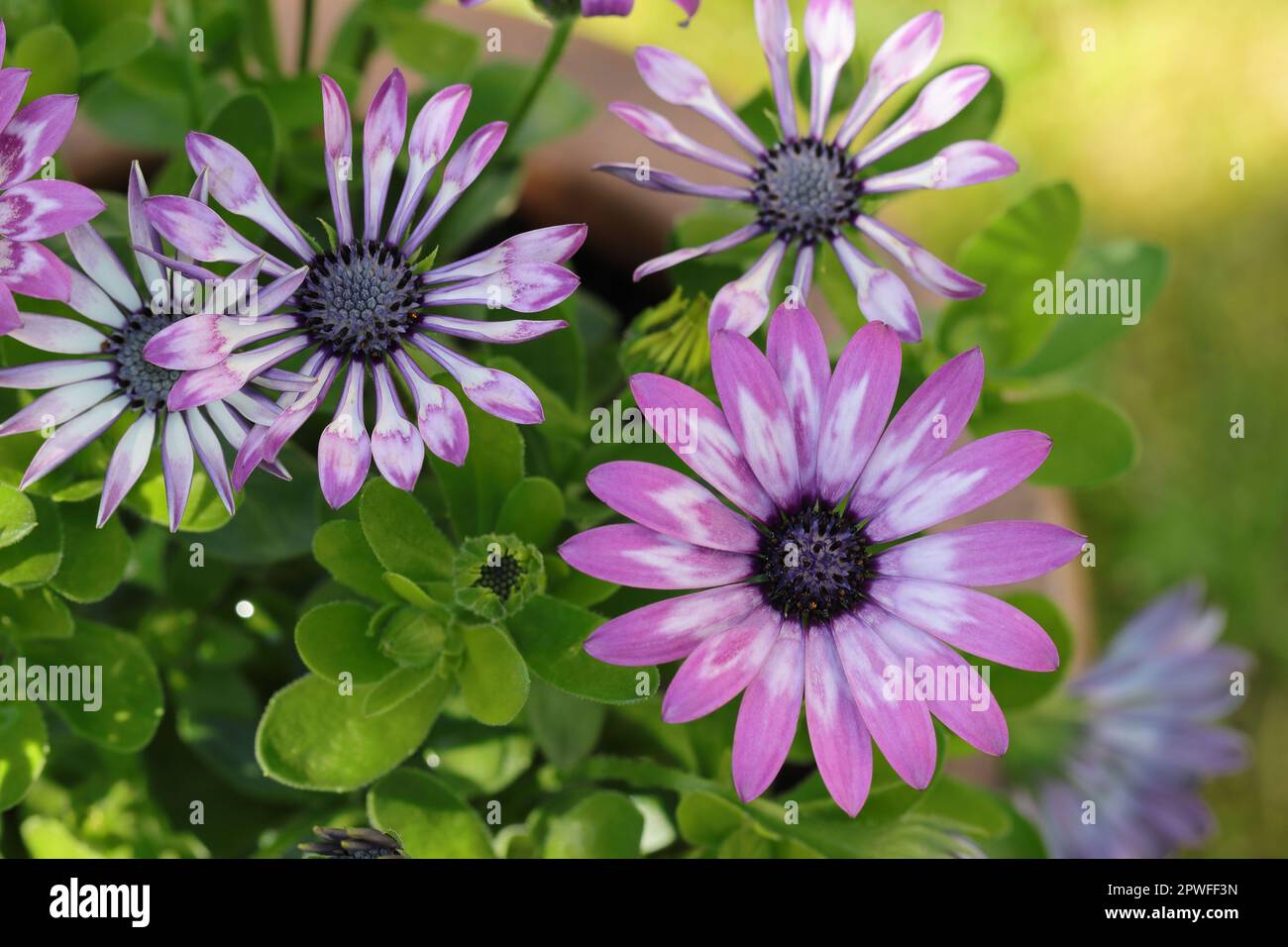 Wunderschöne, zweifarbige, lila osteospermum-Blumen, Blick von oben Stockfoto