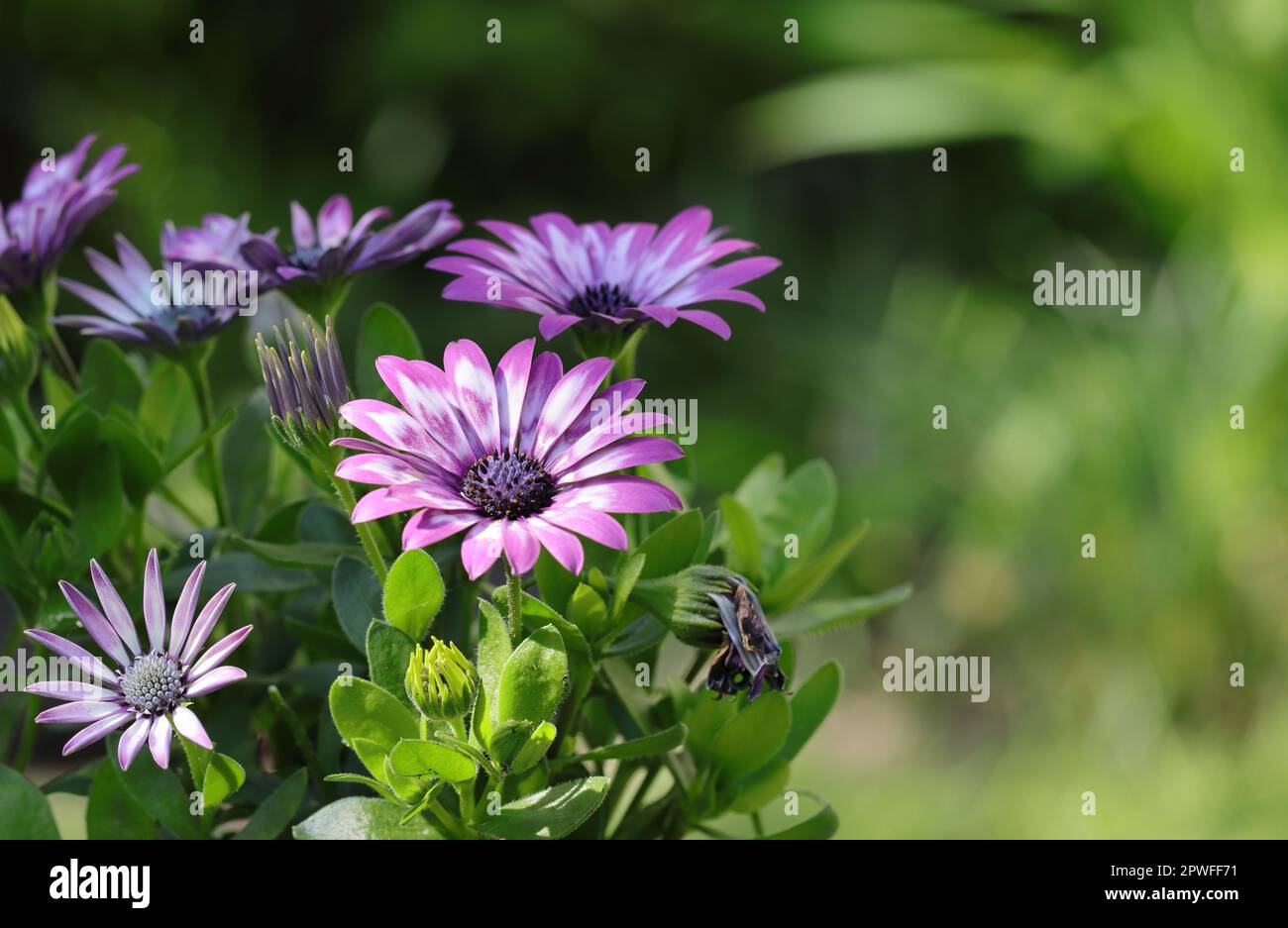 Nahaufnahme zweifarbiger lila osteospermumblüten vor unscharfem Hintergrund, Kopierraum, Seitenansicht Stockfoto