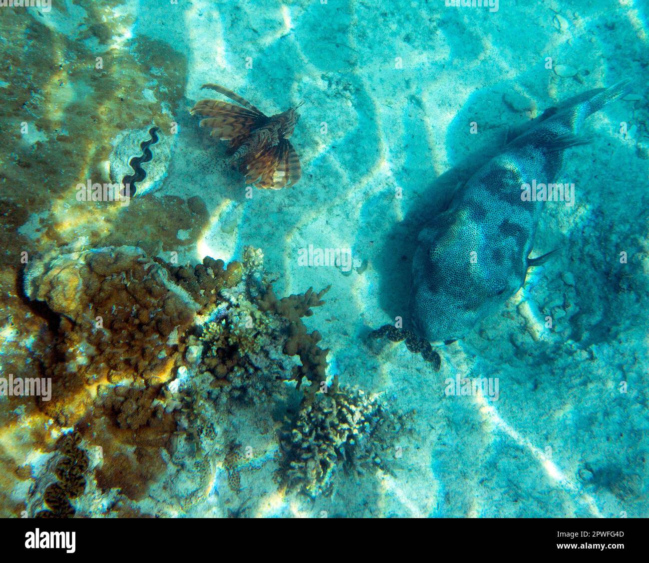 Ein reinerer Fisch und ein Scoprionfisch in Neukaledonien Stockfoto