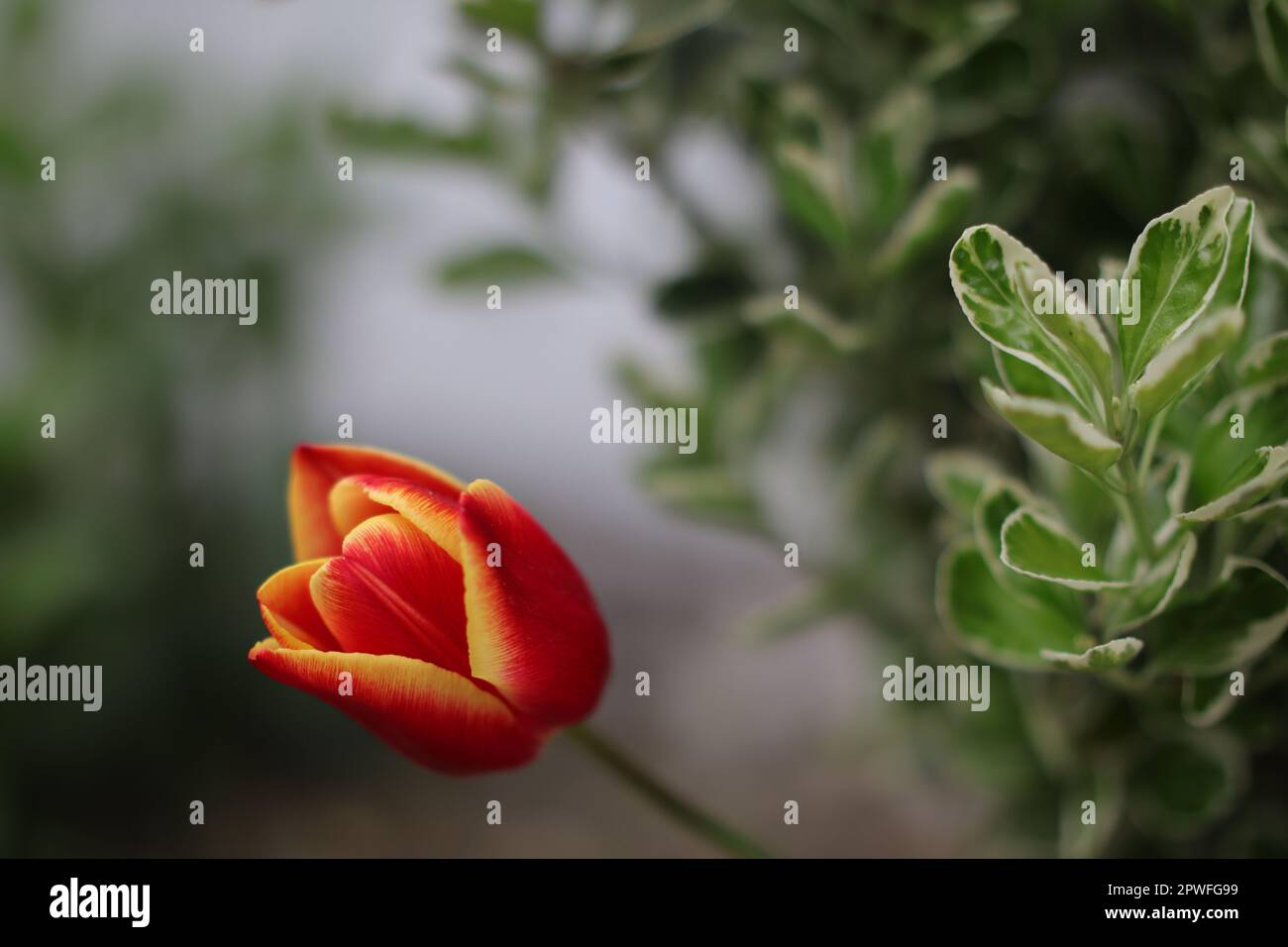 Wunderschöne rote, gelbe und orangefarbene Tulpen auf einem unscharfen Hintergrund aus dunkelgrün und weiß. Stockfoto