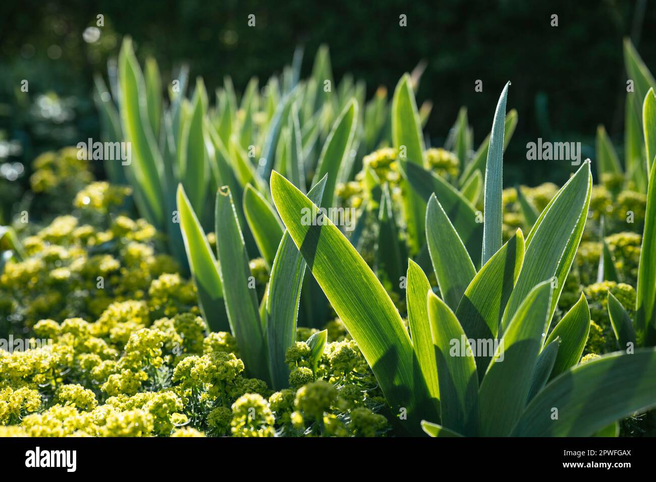 Iris und blühende Zypressen sprießen Pflanzen im Morgenlicht Stockfoto