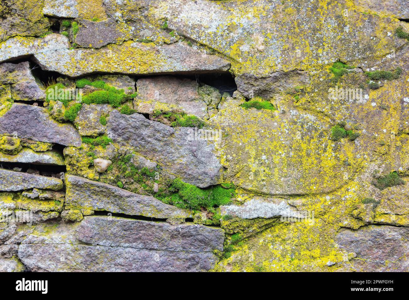 Struktur der Steinwand. Grunge Hintergrund mit Moos Stockfoto