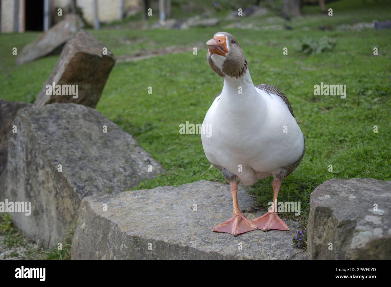 Porträtaufnahme einer pommerischen Gans. Pommernische Gans Stockfoto