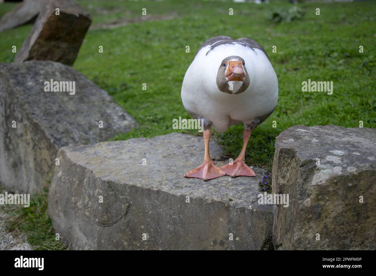 Porträtaufnahme einer pommerischen Gans. Pommernische Gans Stockfoto