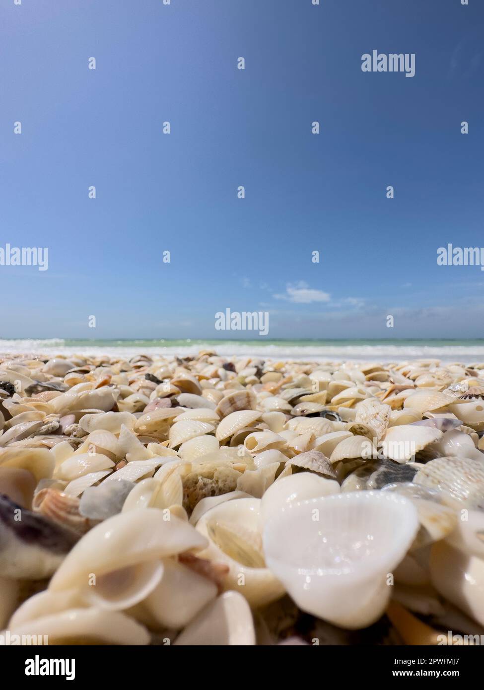 Naples, Florida, USA. 3/18/23. Keewaydin Island Barrier Inselstrand gefüllt mit Muscheln am Golf von Mexiko, Naples, Florida, USA. Kredit: Jennifer Graylock-Graylock.com 917-519-7666 Stockfoto