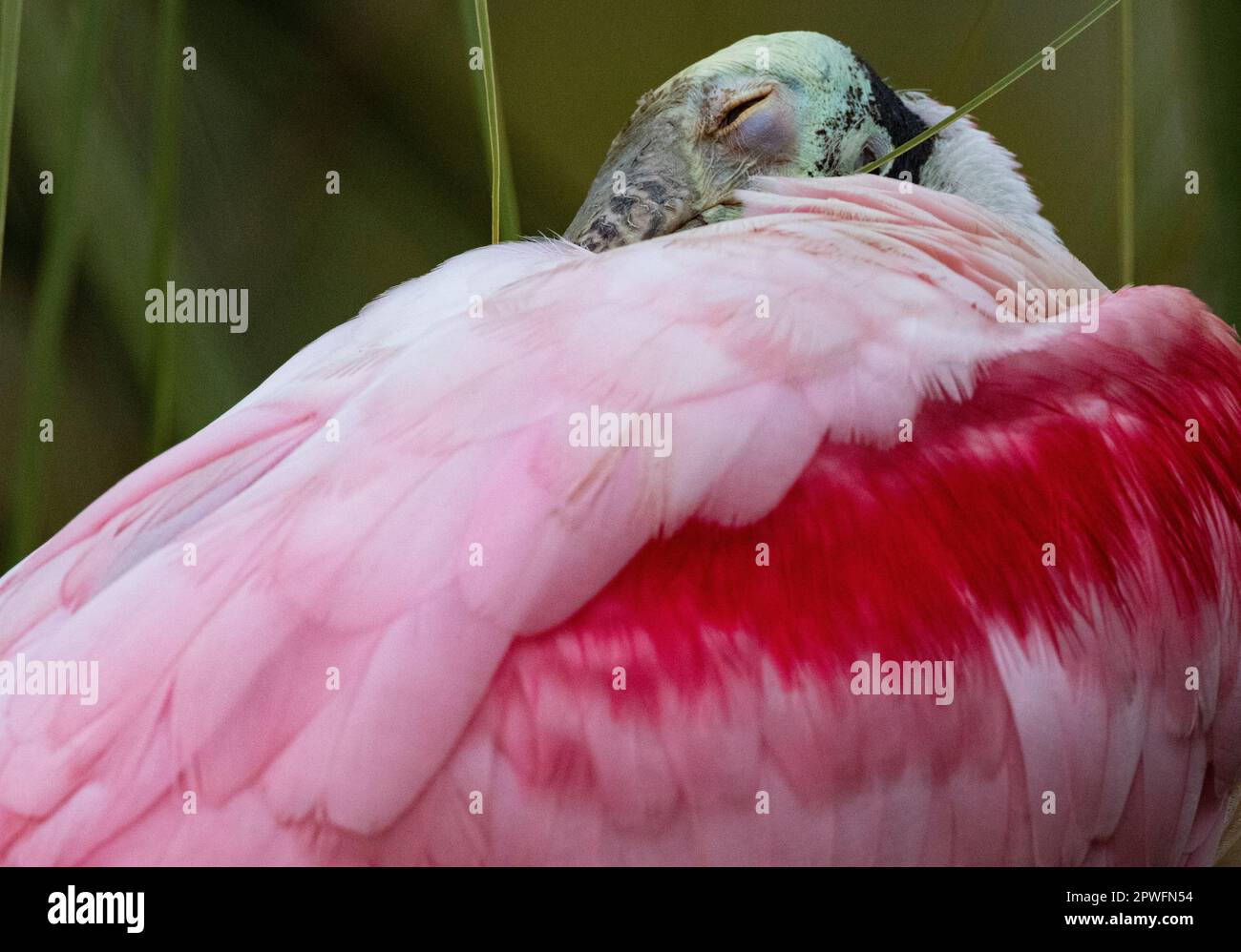 Dozing Roseate Spoonbill im natürlichen Lebensraum des heimischen St. Augustine Rookery in Florida, St. Johns County, USA Stockfoto