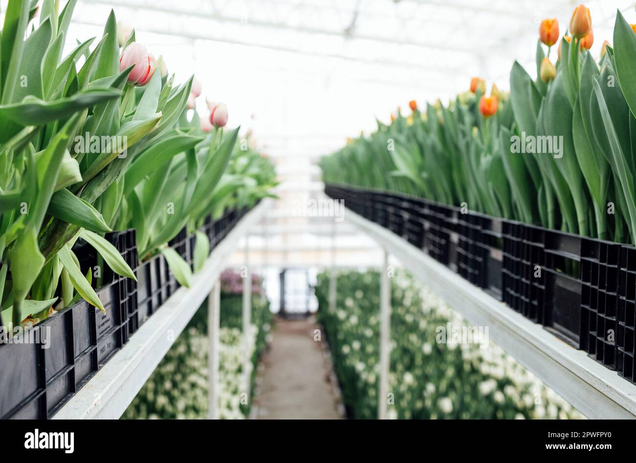 Großes helles zweistöckiges Gewächshaus für den Anbau verschiedener Tulpenarten. Blumenfarm mit Plantagen. Reihen bunter Tulpen in Blackboxen. Gärtnern Stockfoto