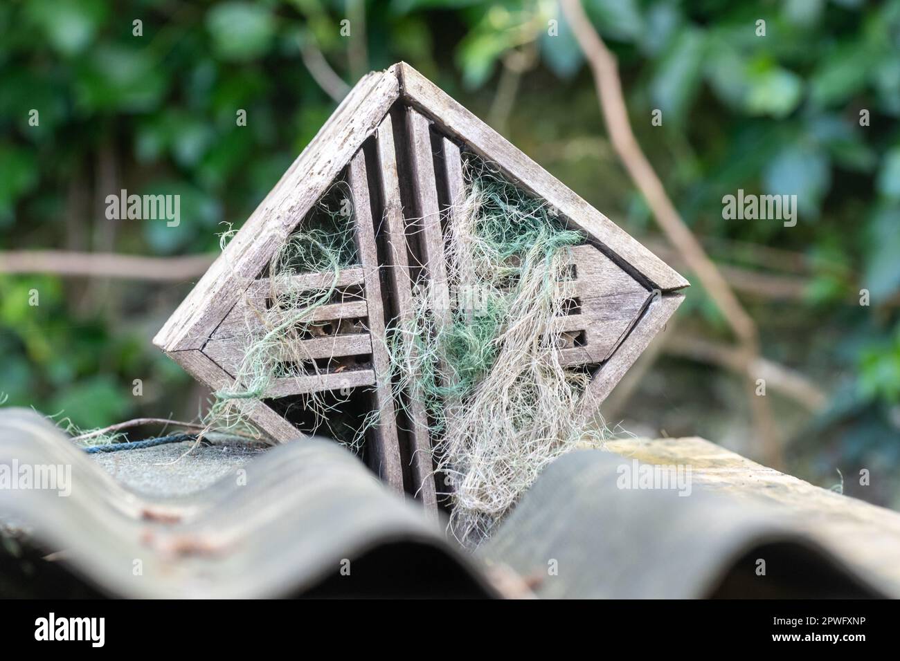 Nestmaterial, das im Frühjahr in einem Holzrahmen im Freien platziert wird, damit die Vögel in ihren Nestnestern, Großbritannien, verwendet werden können Stockfoto