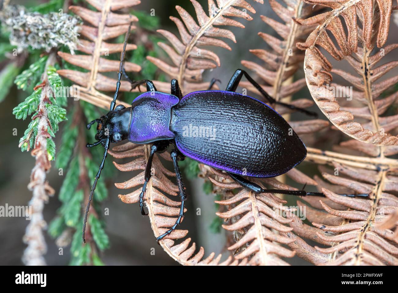 Violet Ground Beetle (Carabus violaceus oder Carabus problematicus) on Bracken in Heathland, Surrey, England, Vereinigtes Königreich Stockfoto