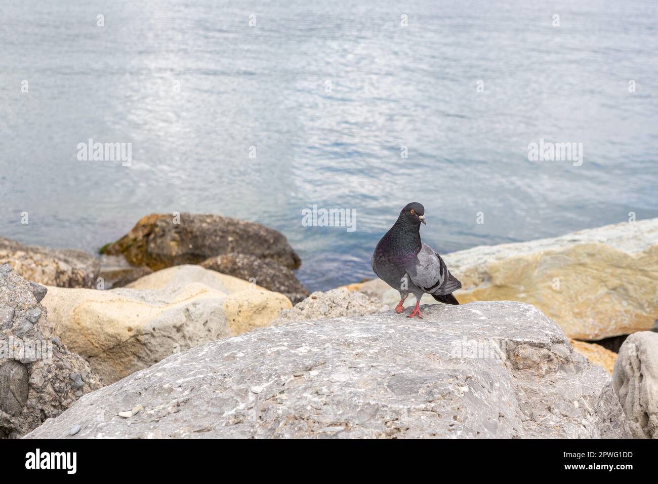 Taube an einem Bein verletzt. Behinderter Taubenbein mit Beinen. Eine verwundete graue schwarze Taube mit einer Pfote, die entlang der Strandpromenade spaziert Stockfoto