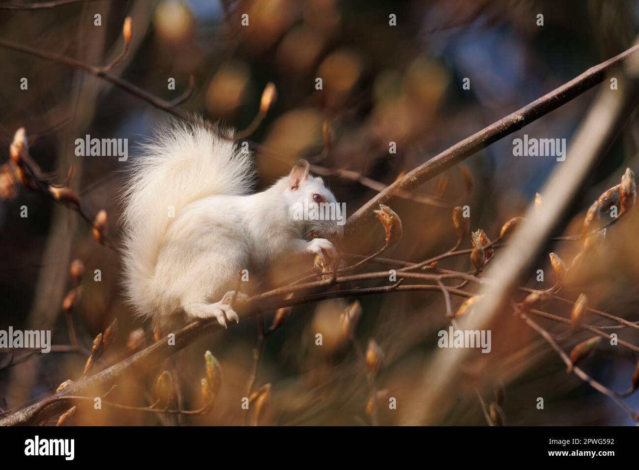 Weiße Albino-Eichhörnchen füttern im Baum Stockfoto