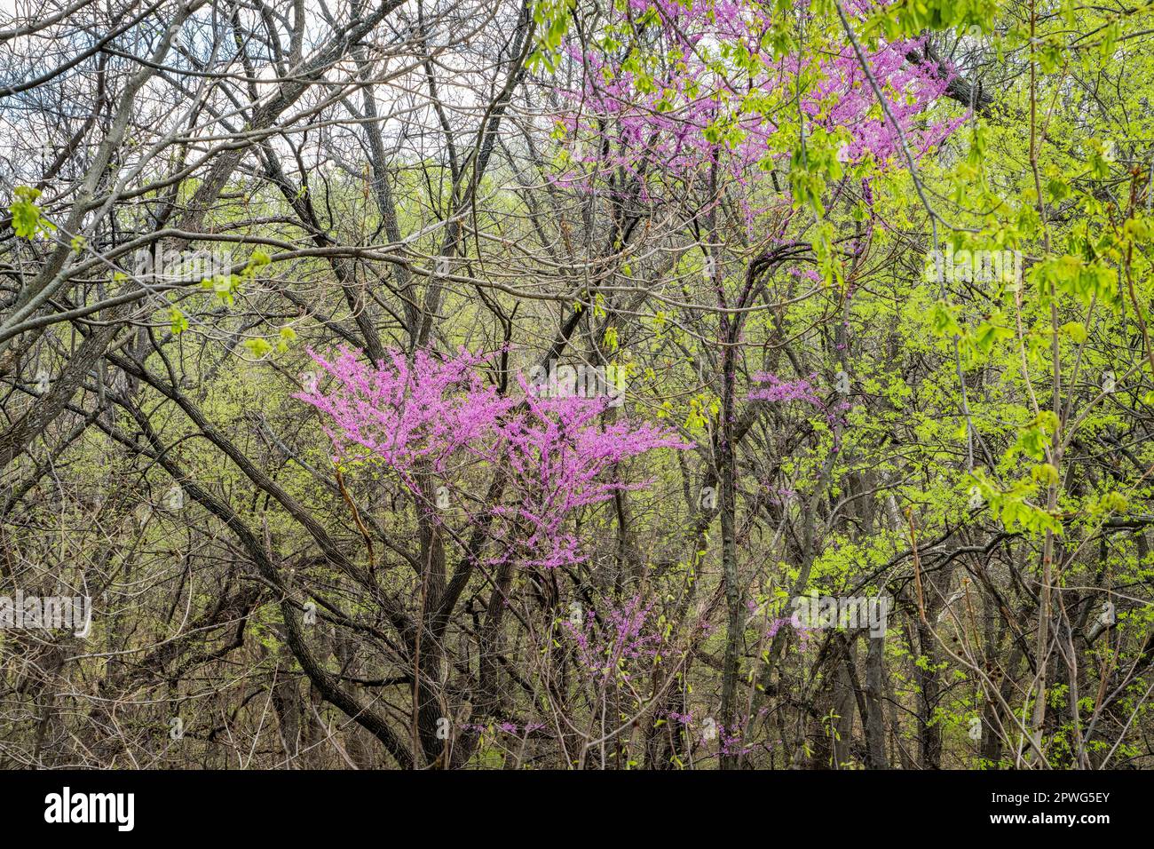 der in einem Uferwald am Missouri River bei Peru, Nebraska, blühende redbud-Baum Stockfoto