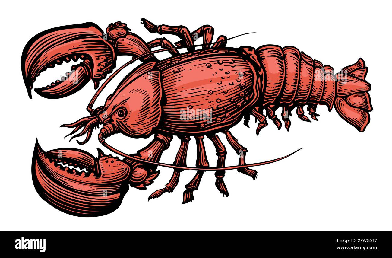 Roter Hummer. Meeresfrüchte. Vektordarstellung von Krebstieren bei Wassertieren Stock Vektor