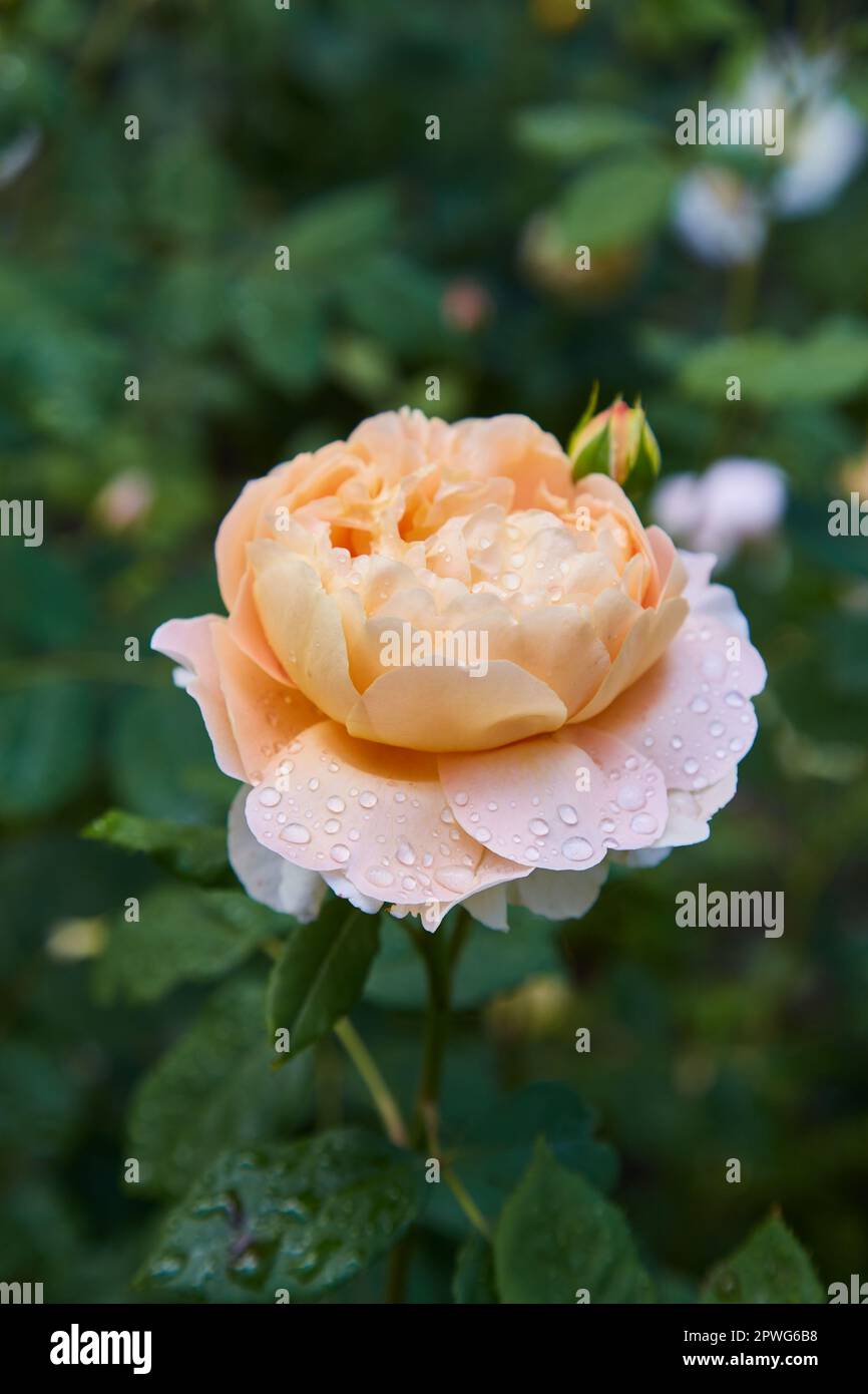 Weißes Elfenbein Beige wundervolle Rosenblume und Frau Hand Hand Hand dunkelgrün Hintergrund wunderschöne Tapete Wasser Regentropfen auf Blütenblättern. Rosen Büsche ich Stockfoto