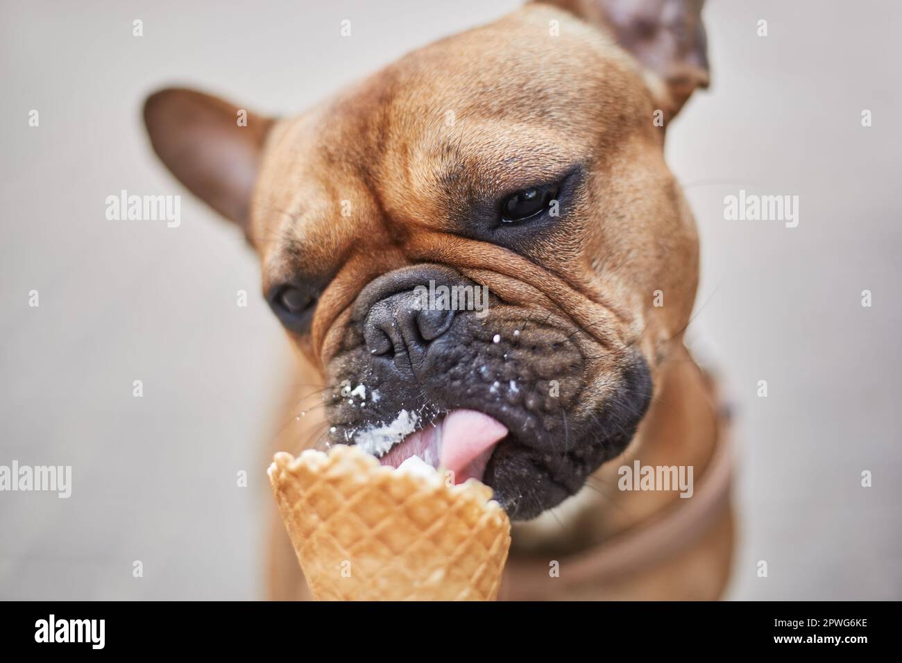 Junge braune franzosische Bulldogge die eine Eiscreme leckt. SuBes kleines Hundchen genieBt das Dessert Stockfotografie Alamy