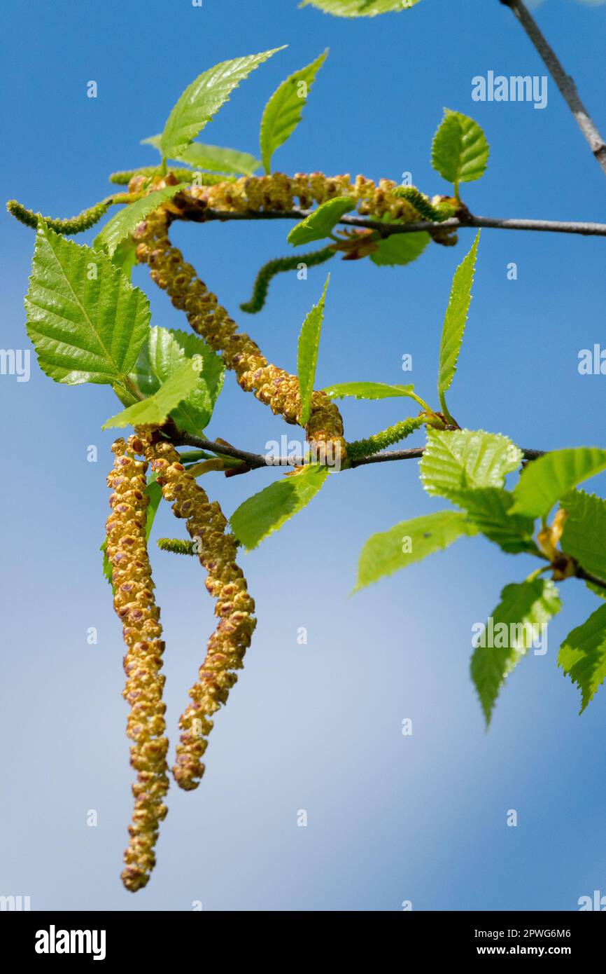 Goldbirke, Betula ermanii, Birkenkatzen, Blätter, Birke, russische Steinbirke, Nahaufnahme, Zweig, Frühling Stockfoto