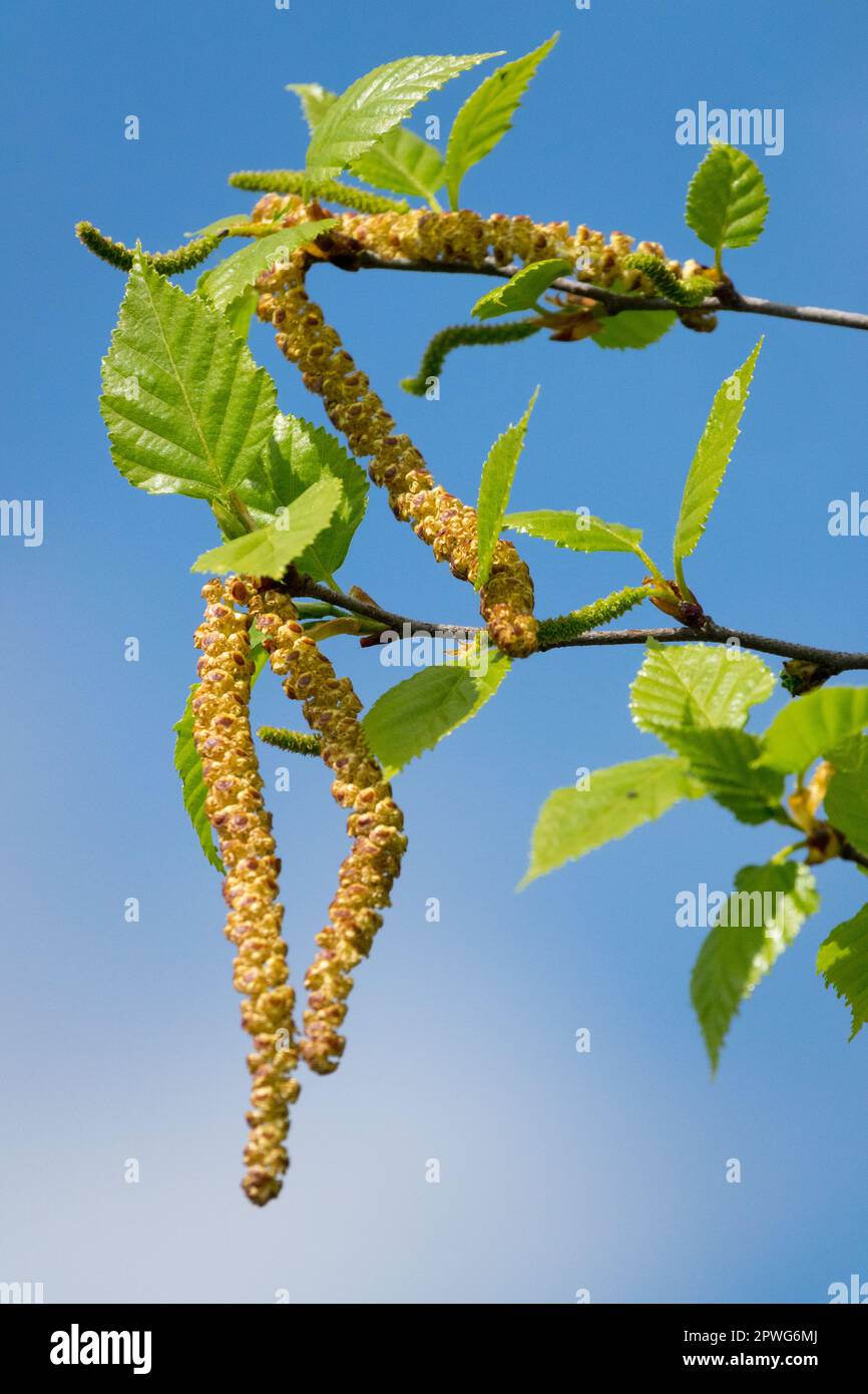 Goldbirke, Betula ermanii, russische Steinbirke Pollen mit Katzenkindern Stockfoto