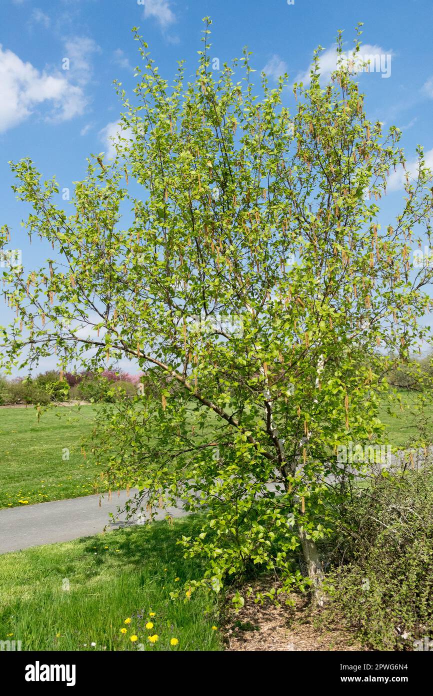 Russische Felsenbirne, Betula ermanii-Baum, Goldbirne Stockfoto